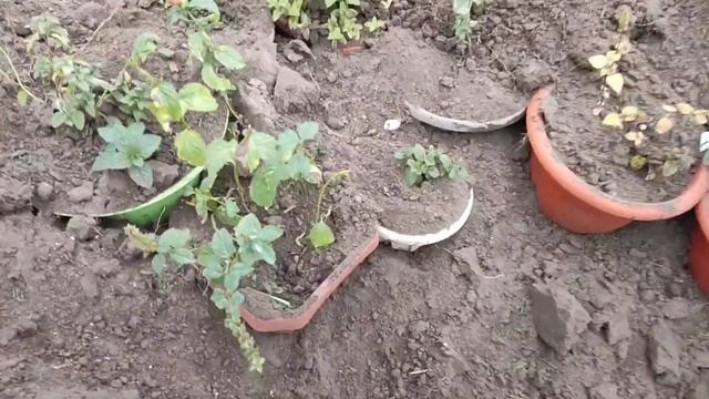 ПОДГОТОВКА МЯТЫ К ЗИМЕ /ЧТО НЕОБХОДИМО СДЕЛАТЬ. смотреть онлайн