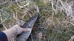 Ерик Таловый. Волгоахтубинская пойма