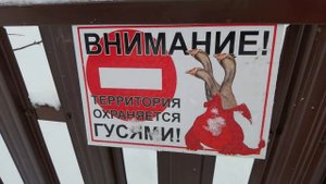 Кошки смотрят как я с гусями дерусь.