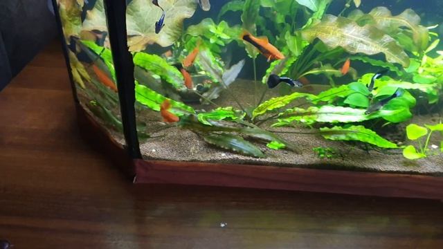 продолжение пересадки! малек мечиков молии и гуппи... смотреть онлайн