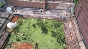 Бассейн. Предыстория создания и пруд для гусей.