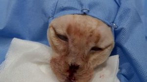 Кошка с БОЛЬШИМ носом УМОЛЯЛА у людей помощи, а те лишь отворачивались от НЕЁ!