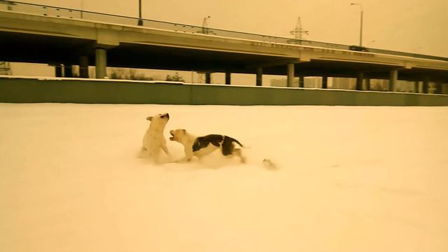 Пит-бульдоги Ари и Терри (игры зимой) смотреть онлайн
