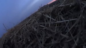 охота на гуся новосибирская область