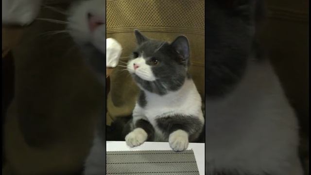 Манчкин. День Рождения исполнился 1 год! Кот именинник!. смотреть онлайн