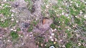 #34 Сломал металлоискатель на копе... Руки тряслись от таких находок. Ace Garrett 400i