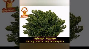 نبات سيلاجينيلا Selaginella plant