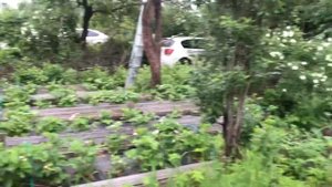 16 подосиновиков 13 июня 2021г. за Медным озером Ленинградской области