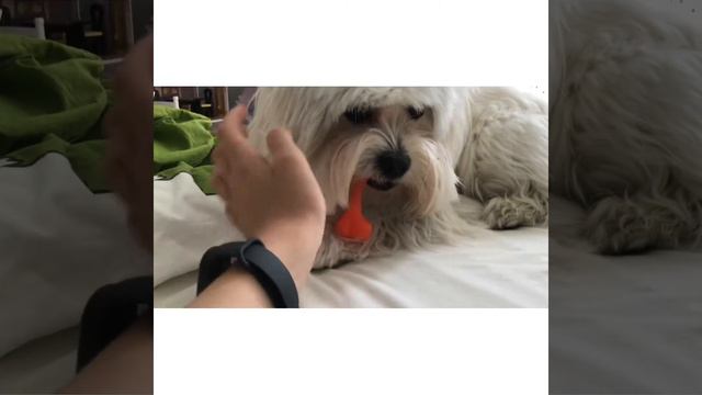 Мой любимый пушистенький дружок 🤩 смотреть онлайн