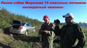 Выставка гончих Кубанская осень 2016 Атаман Небобова 0912112