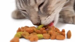 ПОЧЕМУ КОШКА НЕ ЕСТ ИЗ МИСКИ????#кот #коты #кошка #кошки #котики #котикивидео