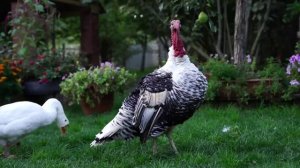 Хинкали из   говядины Азербайджанская Кухня Деревенская Кухня Рецепты