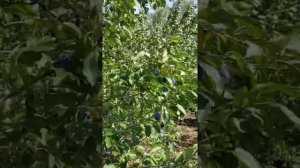 Слива "Чернослив Козловского" от Галины Лотенковой