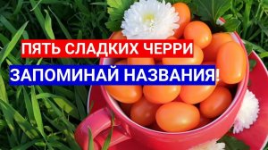 САМЫЕ СЛАДКИЕ ТОМАТЫ -ЧЕРРИ!  ЗАПОМИНАЙ НАЗВАНИЯ И САЖАЙ!