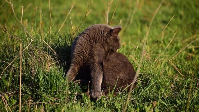 Russian Blue Cat. Русская Голубая Кошка. смотреть онлайн