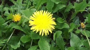 bird Turdus philomelos птицаДРОЗДпевчий dandelion officinalis sunny☀️ day одуванчик лекарственный☀️
