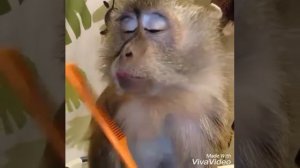 Мартышка и расческа