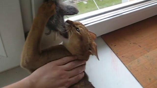 моя варежка! смотреть онлайн