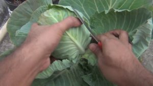 How to Grow Cabbage at Home Easily - Complete Growing Guide