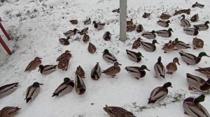 На собрании уток присутствует шпион