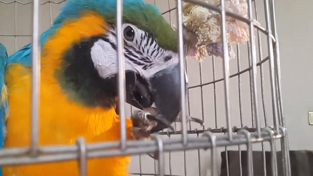 самый красивый попугай смотреть онлайн