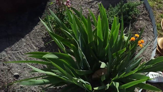 Цветы для дачи не требующие особого ухода смотреть онлайн