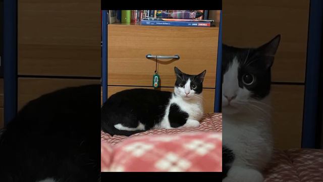 Жила была🐢Нинжя-Фиона-Тартила проще,рептилия.Потом появился🐈⬛💙 Сизма-Цезарь,а потом и Мэрилин-Муся