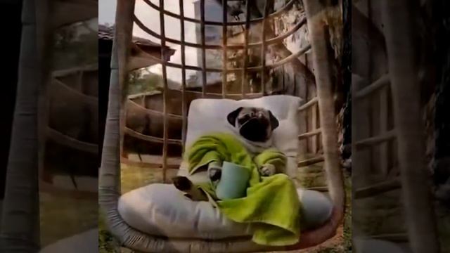 Смешные мопсы | Подборка видео приколов про милых мопсиков смотреть онлайн