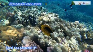 #15. ЕГИПЕТ-Шарм эль Шейх. Обзор территории отеля Coral Sea Sensatori - бассейны для всех отдыхающи