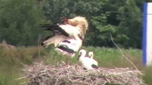 Storks : Panasonic SDR-S26