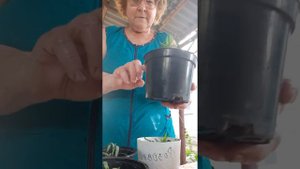 Рассаживаю гвоздику садовую.