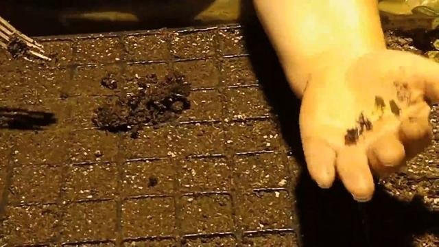Пикируем декоративный мак (Papaver)