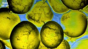 Эликсир молодости существует // Паста Амосова