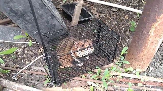 Отлов диких хомяков на даче!!! смотреть онлайн