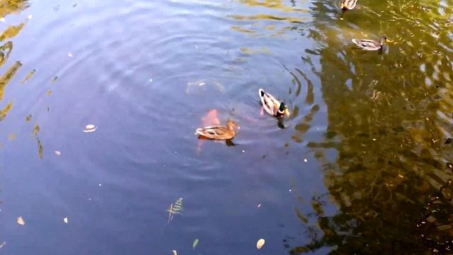 Рыбки и утята смотреть онлайн