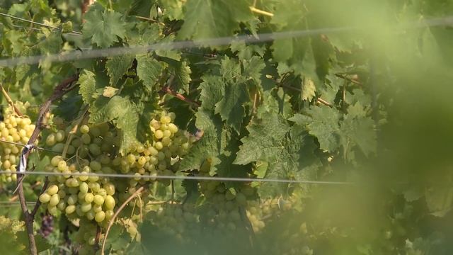 СТК. Там где зреет виноград смотреть онлайн