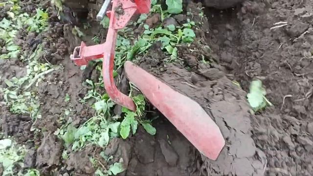 Мотоблок МТЗ, вспашка по свежему навозу осень 2023, часть 1 смотреть онлайн