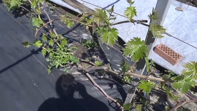 Уход за виноградом в мае. смотреть онлайн