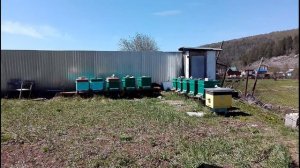 Подсадка плодных маток в отводки. Матка карника.