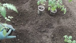 ЧТО КЛАСТЬ В ЛУНКУ ПРИ ВЫСАДКЕ ТОМАТОВ . 15 МАЯ  СИБИРЬ ВЫСАЖИВАЮ ТОМАТЫ  В ОТКРЫТЫЙ    ГРУНТ .