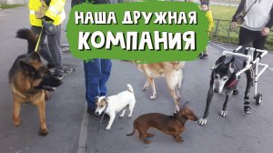 Наша дружная компания дворовых собак. И телятки, и козявки. Всегда вместе