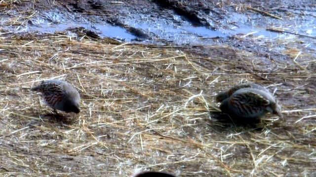 КУРОПАТКИ ЖИРНЫЕ ПТИЦЫ WILD BIRDS смотреть онлайн