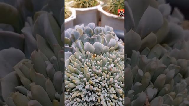Sen đá cúc trắng. Echeveria runyonii смотреть онлайн
