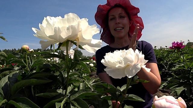 Крупный белоснежный пион WHITE GRACE / Сад Ворошиловой