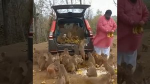 Кормилец приехал) Обезьянки довольны)