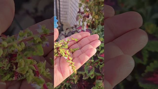 pinching in coleus