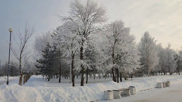 Зимнее утро в парке 300-летия СПБа         #зима #февраль #прогулка #парк #питер
