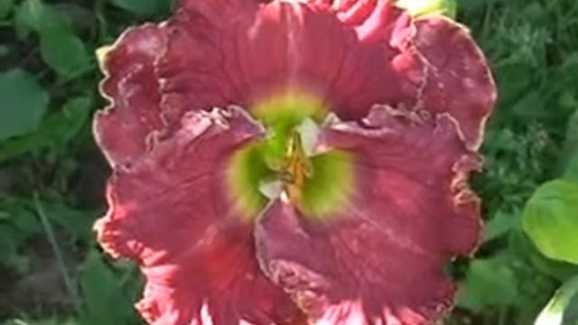 Лилейник daylily COSMIC TRAVELER смотреть онлайн