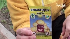 Защита картофеля от колорадского жука, огурцов от белокрылки. Сайт "Садовый мир"