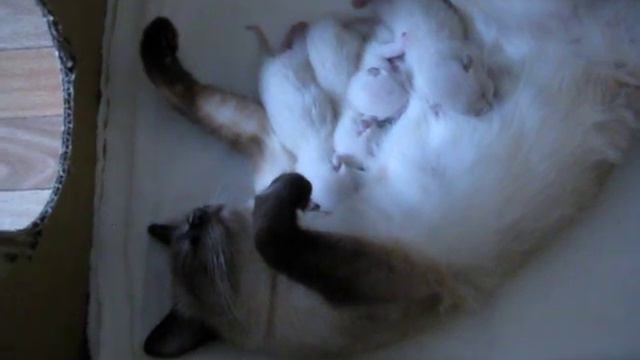 кошка с котятами, 1-й день жизни смотреть онлайн